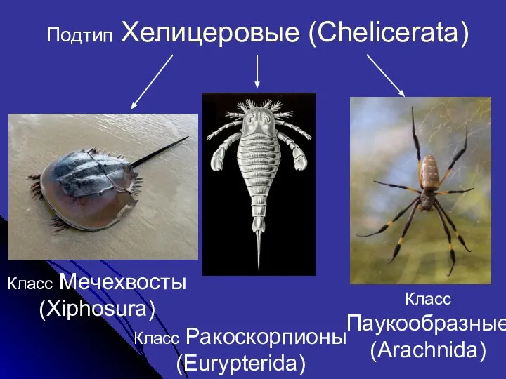 Подтип Хелицеровые (Chelicerata) Класс Мечехвосты (Xiphosura) Класс Ракоскорпионы (Eurypterida) Класс Паукообразные (Arachnida)