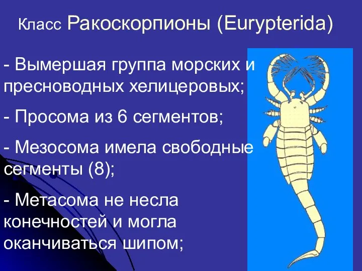 Класс Ракоскорпионы (Eurypterida) - Вымершая группа морских и пресноводных хелицеровых; -