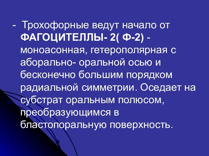 - Трохофорные ведут начало от ФАГОЦИТЕЛЛЫ- 2( Ф-2) - моноасонная, гетерополярная