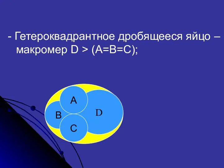 - Гетероквадрантное дробящееся яйцо – макромер D > (A=B=C); D B C A