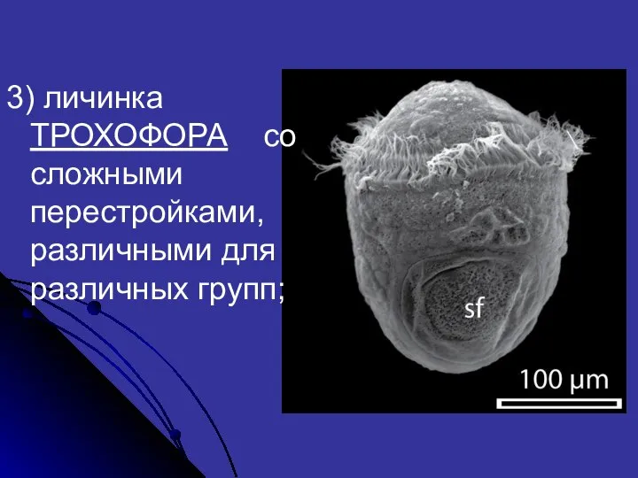 3) личинка ТРОХОФОРА со сложными перестройками, различными для различных групп;