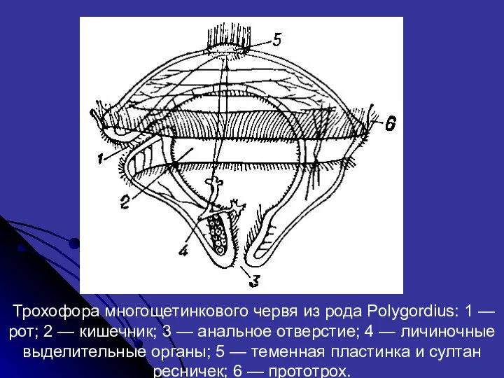 Трохофора многощетинкового червя из рода Polygordius: 1 — рот; 2 —