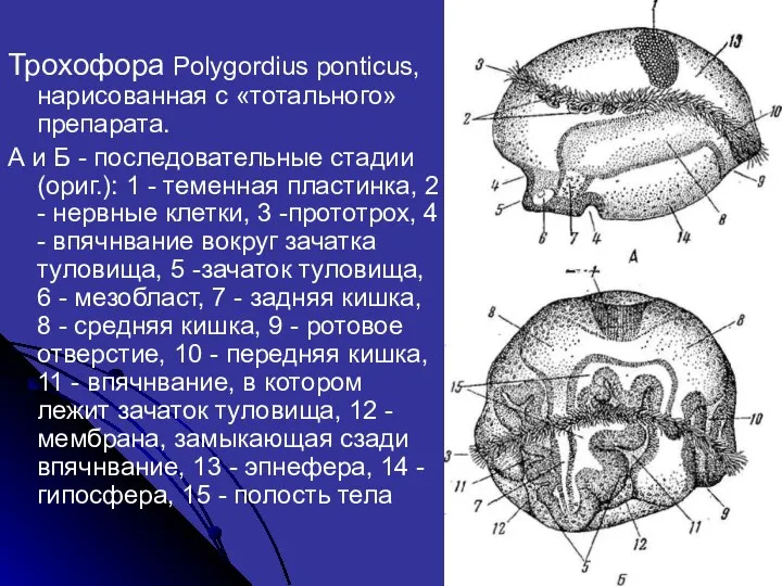 Трохофора Polygordius ponticus, нарисованная с «тотального» препарата. А и Б -
