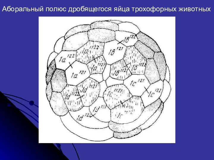 Аборальный полюс дробящегося яйца трохофорных животных