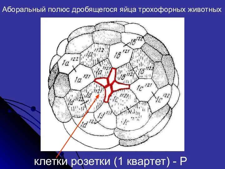 Аборальный полюс дробящегося яйца трохофорных животных клетки розетки (1 квартет) - Р