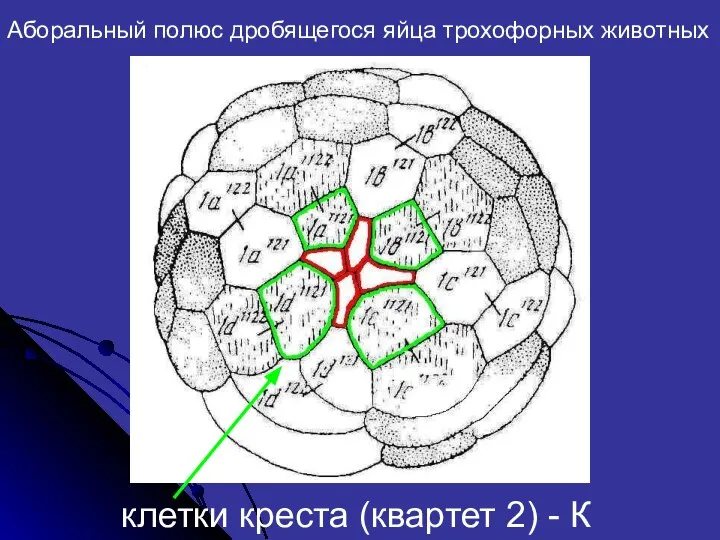 Аборальный полюс дробящегося яйца трохофорных животных клетки креста (квартет 2) - К