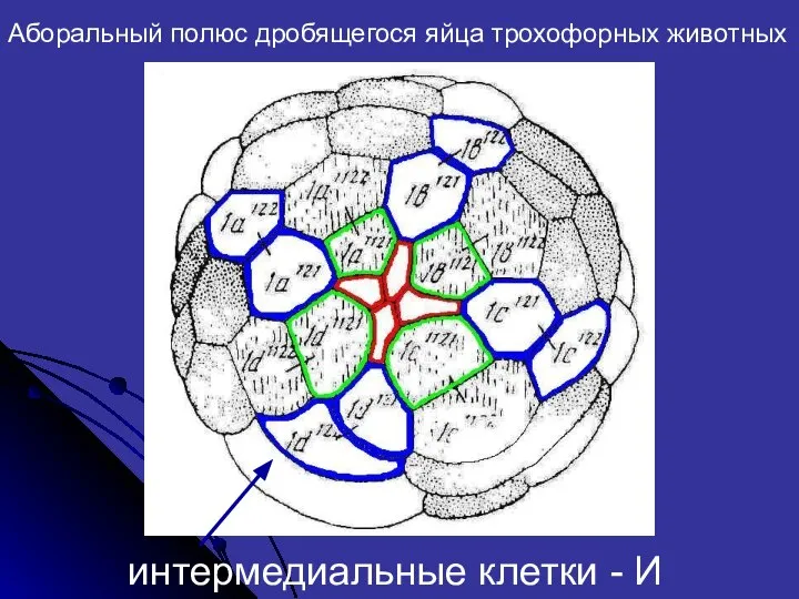 Аборальный полюс дробящегося яйца трохофорных животных интермедиальные клетки - И