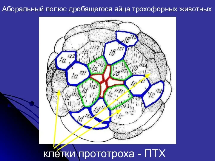 Аборальный полюс дробящегося яйца трохофорных животных клетки прототроха - ПТХ