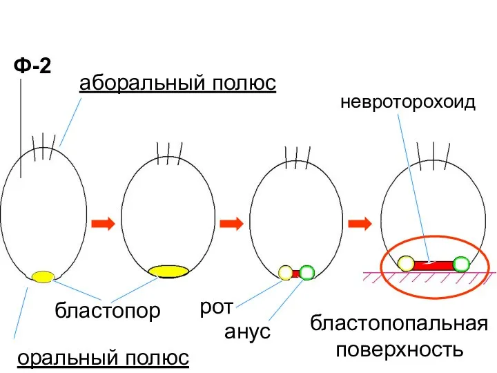 бластопор рот анус бластопопальная поверхность аборальный полюс оральный полюс невроторохоид Ф-2