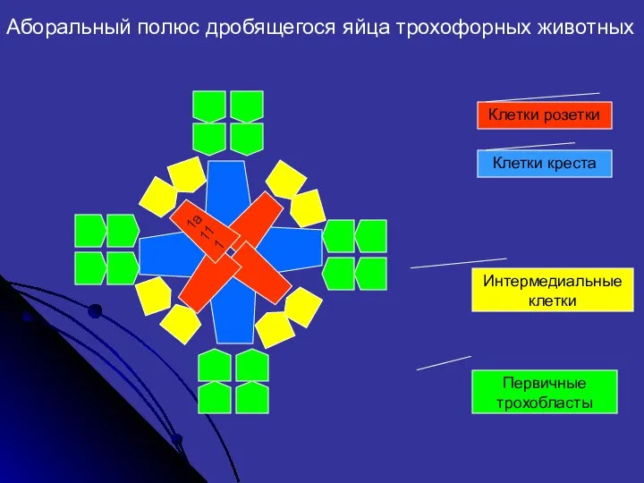 1a111 Клетки розетки Клетки креста Интермедиальные клетки Первичные трохобласты Аборальный полюс дробящегося яйца трохофорных животных