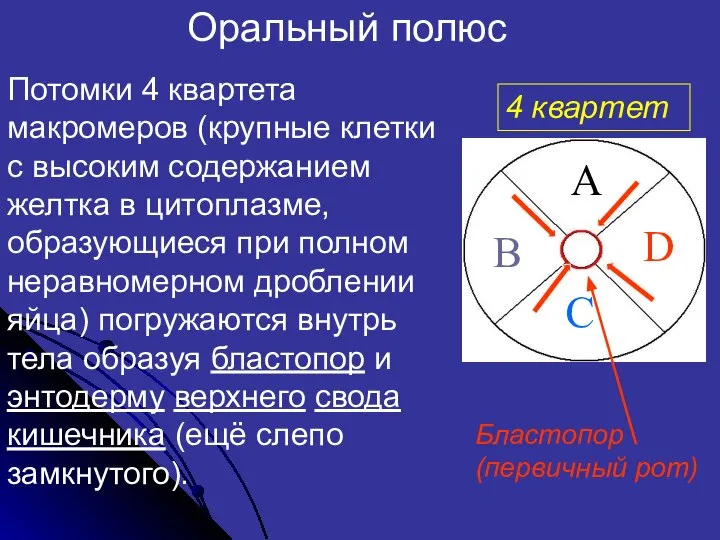 A D C B Оральный полюс Потомки 4 квартета макромеров (крупные