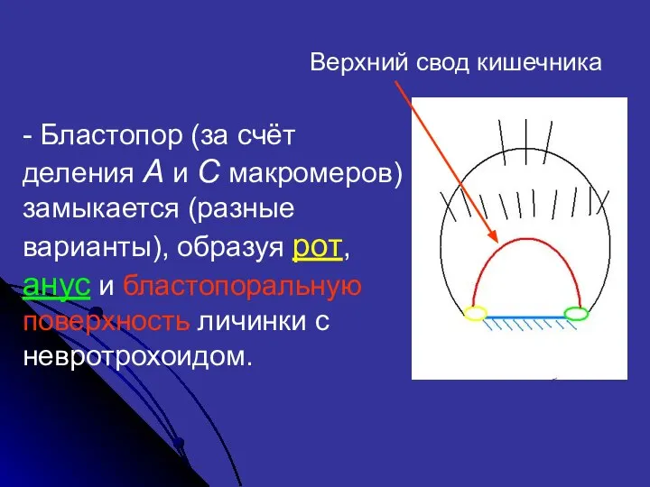 - Бластопор (за счёт деления А и С макромеров) замыкается (разные