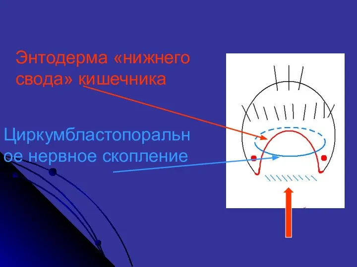 Энтодерма «нижнего свода» кишечника Циркумбластопоральное нервное скопление