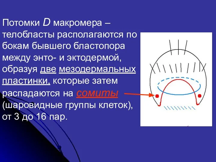 Потомки D макромера – телобласты располагаются по бокам бывшего бластопора между