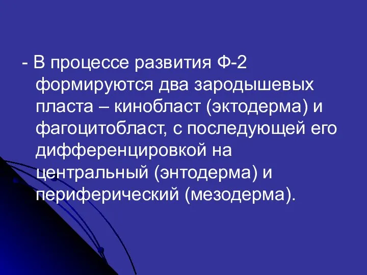 - В процессе развития Ф-2 формируются два зародышевых пласта – кинобласт