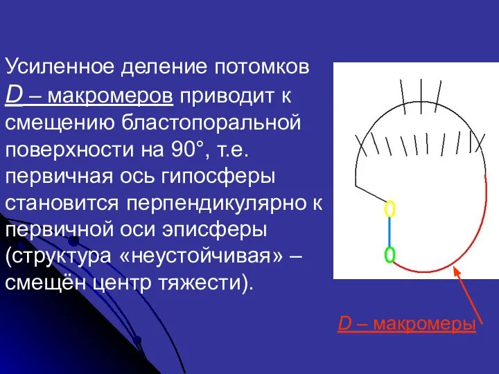 Усиленное деление потомков D – макромеров приводит к смещению бластопоральной поверхности