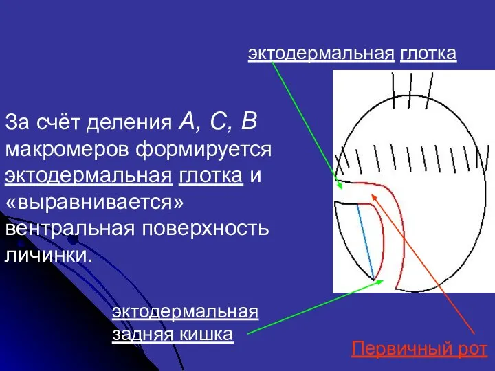 За счёт деления А, С, В макромеров формируется эктодермальная глотка и