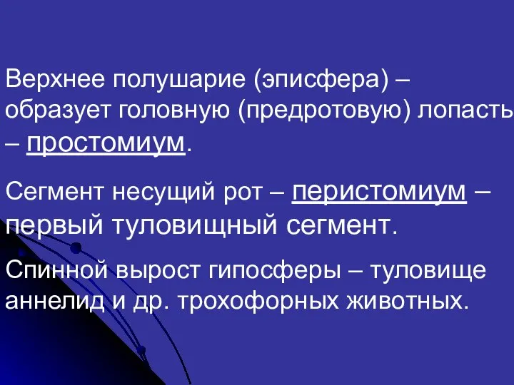 Верхнее полушарие (эписфера) – образует головную (предротовую) лопасть – простомиум. Сегмент