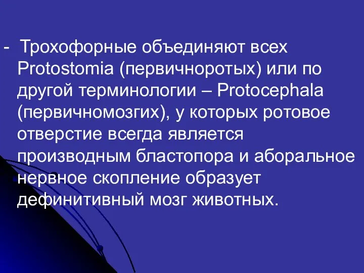 - Трохофорные объединяют всех Protostomia (первичноротых) или по другой терминологии –