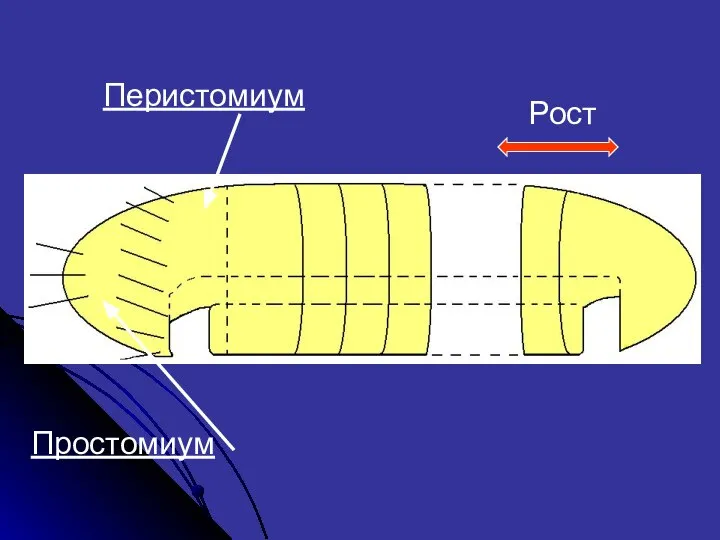 Простомиум Перистомиум Рост