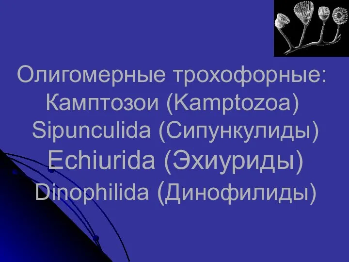 Олигомерные трохофорные: Камптозои (Kamptozoa) Sipunculida (Сипункулиды) Echiurida (Эхиуриды) Dinophilida (Динофилиды)