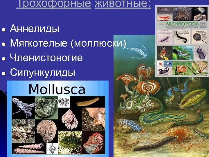 Трохофорные животные: Аннелиды Мягкотелые (моллюски) Членистоногие Сипункулиды