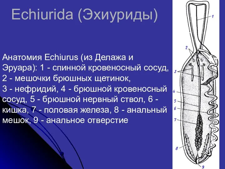 Echiurida (Эхиуриды) Анатомия Echiurus (из Делажа и Эруара): 1 - спинной