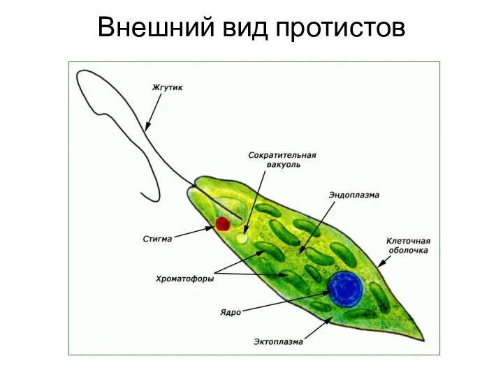 Внешний вид протистов