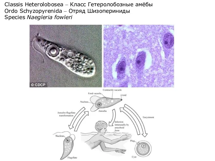 Classis Heterolobosea – Класс Гетеролобозные амёбы Ordo Schyzopyrenida – Отряд Шизопериниды Speсies Naegleria fowleri