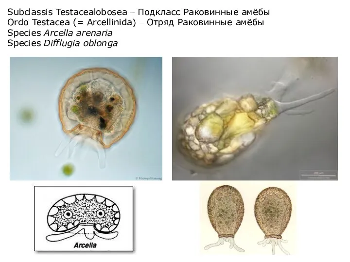 Subclassis Testacealobosea – Подкласс Раковинные амёбы Ordo Testacea (= Arcellinida) –