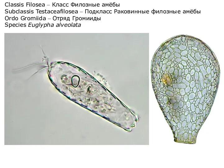 Classis Filosea – Класс Филозные амёбы Subclassis Testaceafilosea – Подкласс Раковинные