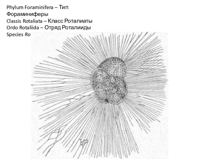 Phylum Foraminifera – Тип Фораминиферы Classis Rotaliata – Класс Роталиаты Ordo