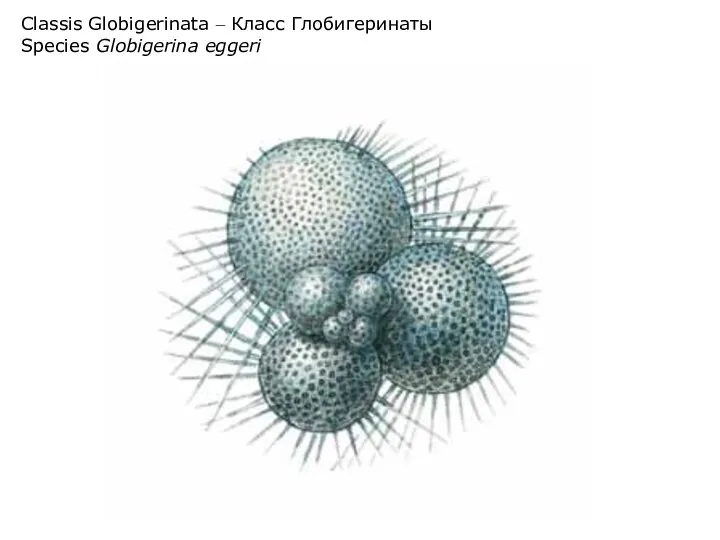 Classis Globigerinata – Класс Глобигеринаты Species Globigerina eggeri