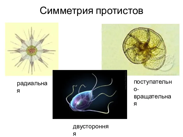 Симметрия протистов радиальная двусторонняя поступательно- вращательная