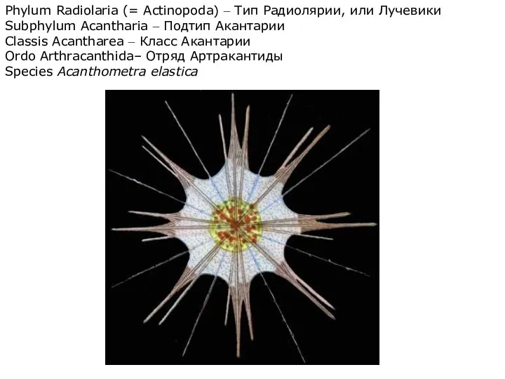 Phylum Radiolaria (= Actinopoda) – Тип Радиолярии, или Лучевики Subphylum Acantharia