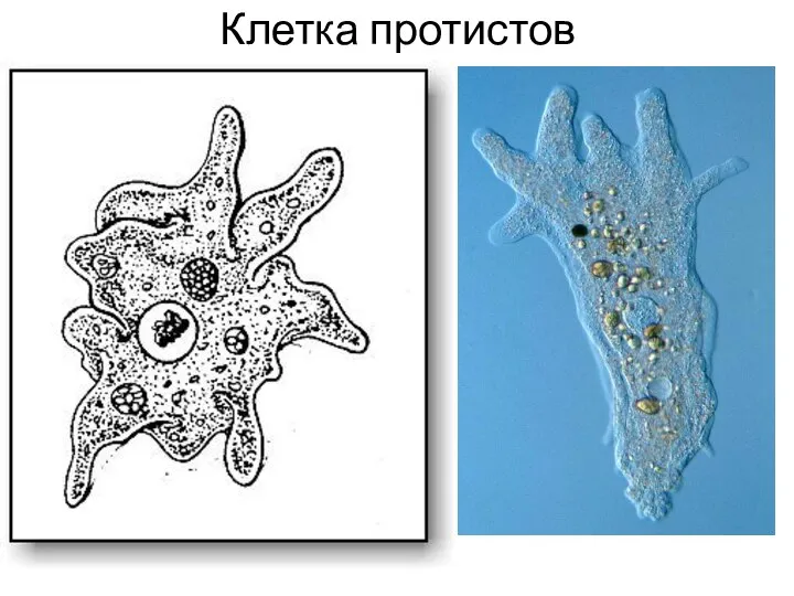 Клетка протистов