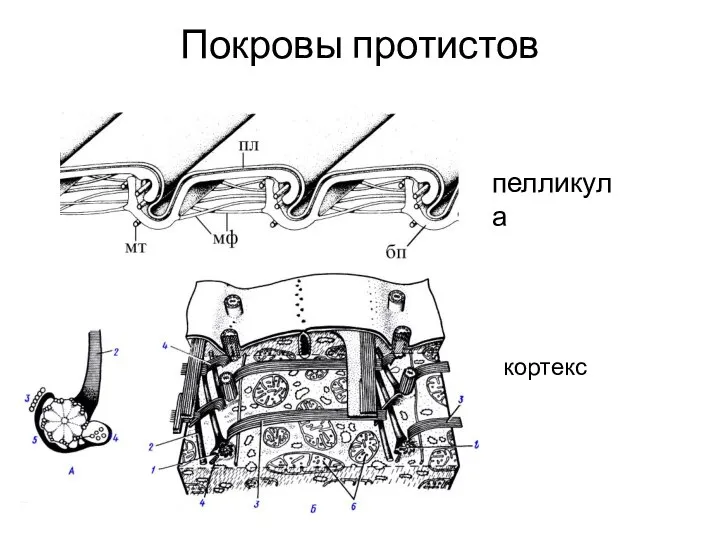 Покровы протистов пелликула кортекс