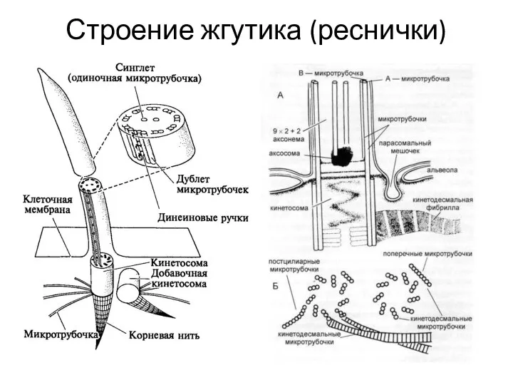 Строение жгутика (реснички)