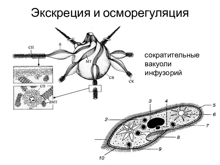 Экскреция и осморегуляция сократительные вакуоли инфузорий