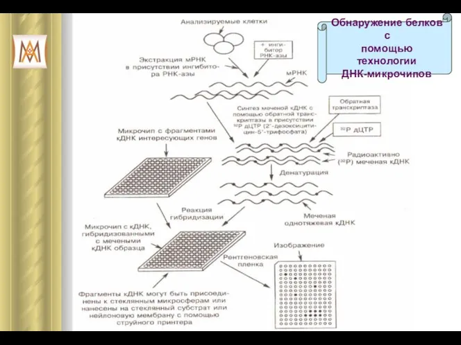 Обнаружение белков с помощью технологии ДНК-микрочипов