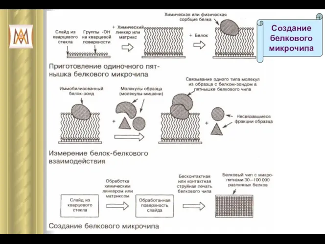 Создание белкового микрочипа