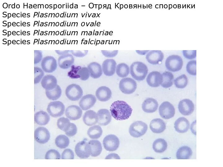 Ordo Haemosporiida – Отряд Кровяные споровики Species Plasmodium vivax Species Plasmodium