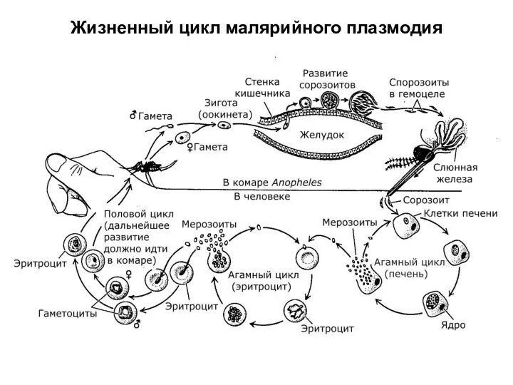 Жизненный цикл малярийного плазмодия