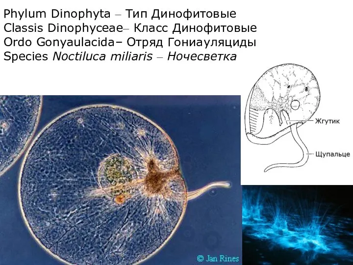 Phylum Dinophyta – Тип Динофитовые Classis Dinophyceae– Класс Динофитовые Ordo Gonyaulacida–