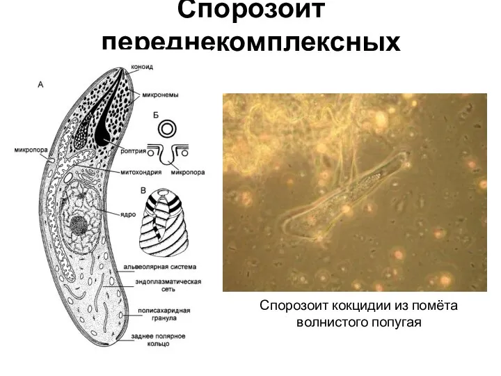 Спорозоит переднекомплексных Спорозоит кокцидии из помёта волнистого попугая