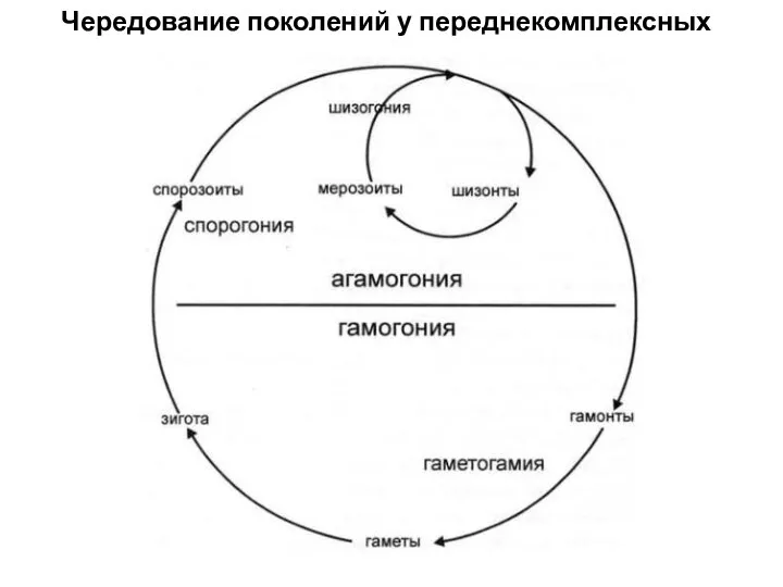 Чередование поколений у переднекомплексных