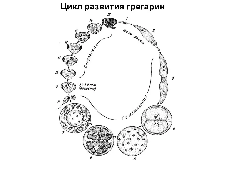 Цикл развития грегарин