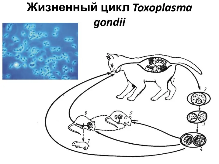 Жизненный цикл Toxoplasma gondii