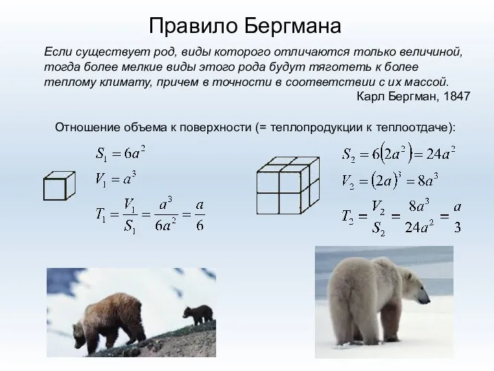 Правило Бергмана Если существует род, виды которого отличаются только величиной, тогда