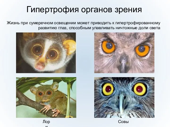 Гипертрофия органов зрения Жизнь при сумеречном освещении может приводить к гипертрофированному